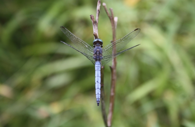 Orthetrum courelescens ???